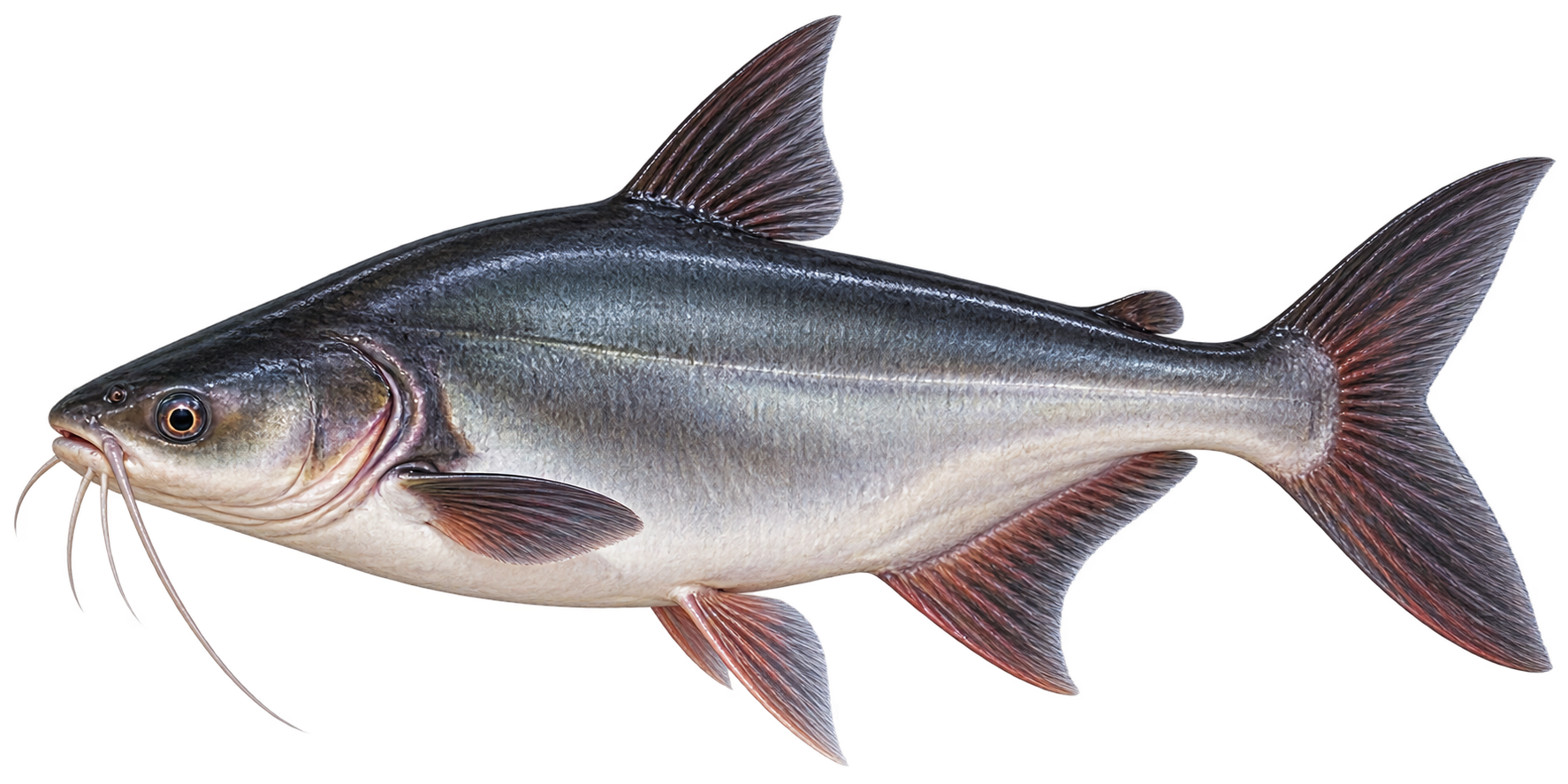 Pangasius - Galerie 2
