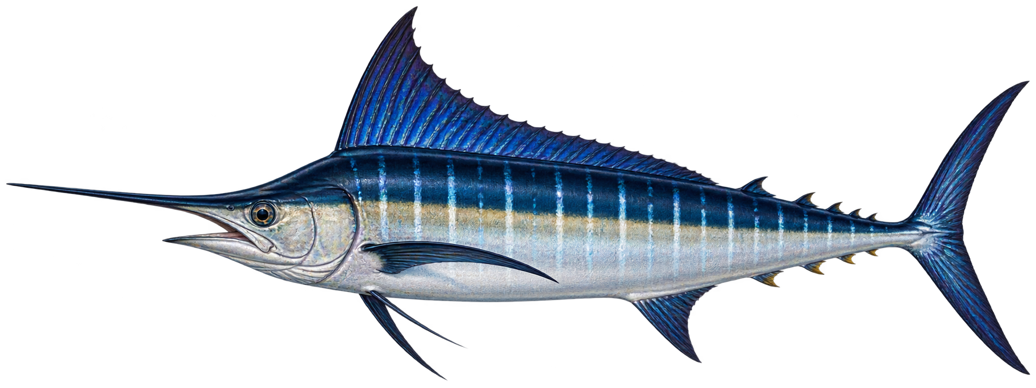 Marlin - Galerie 2