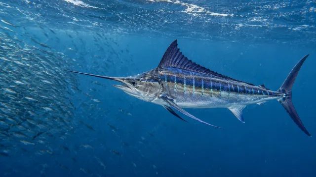 Marlin