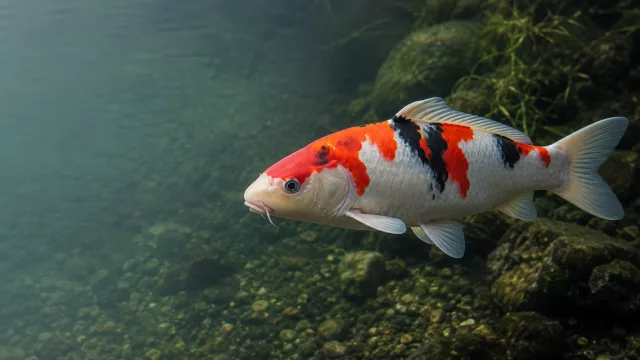 Koi
