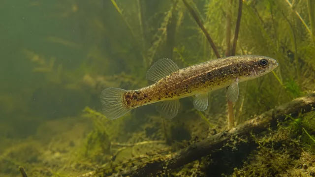 Hundsfisch