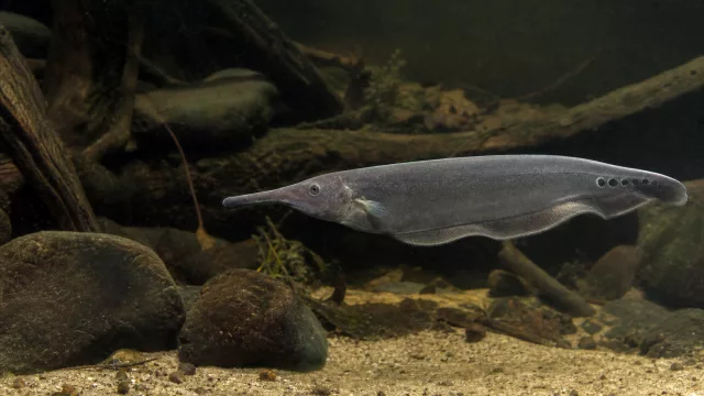 Afrikanischer Elefantenfisch