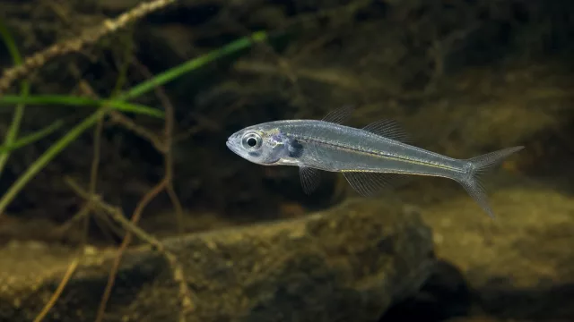 Afrikanischer Glasmesserfisch