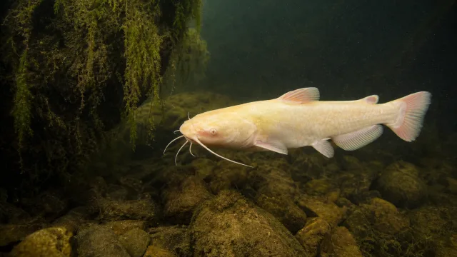 Amerikanischer Albino-Wels