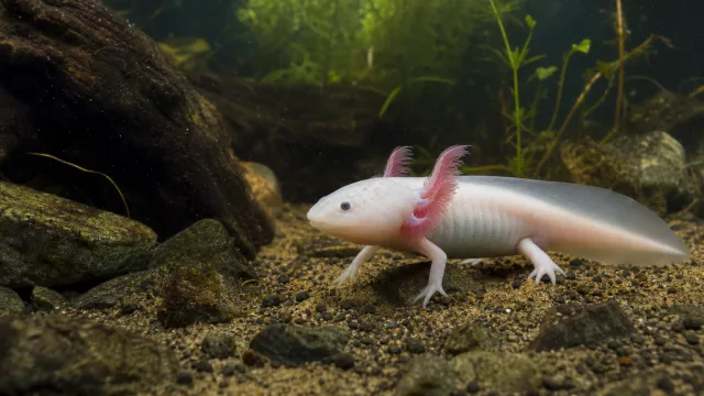 Axolotl