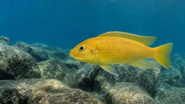 Goldener Auratus-Buntbarsch