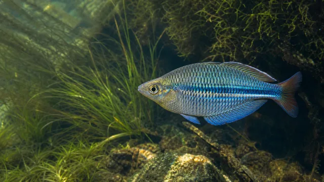 Blauband-Regenbogenfisch