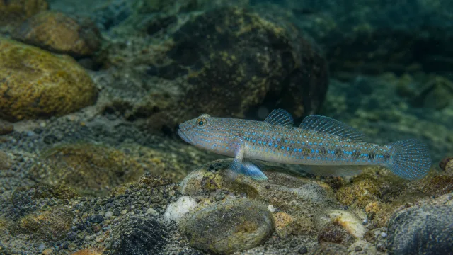 Blauer Panama-Grundel-Schläfer