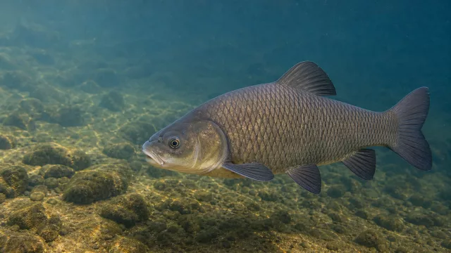 Großmaulbüffelfisch