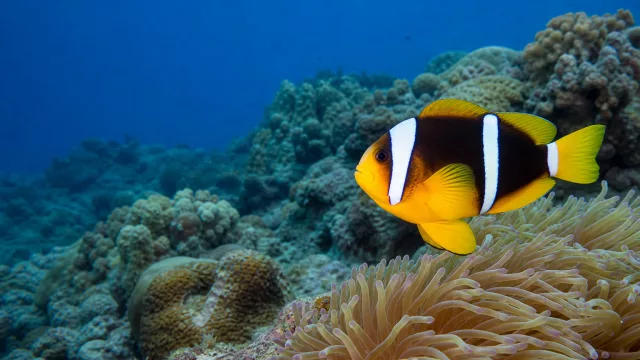 Bunter Demoisellenfisch