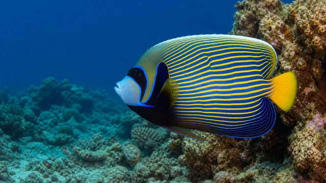 Bunter Riesenkaiserfisch