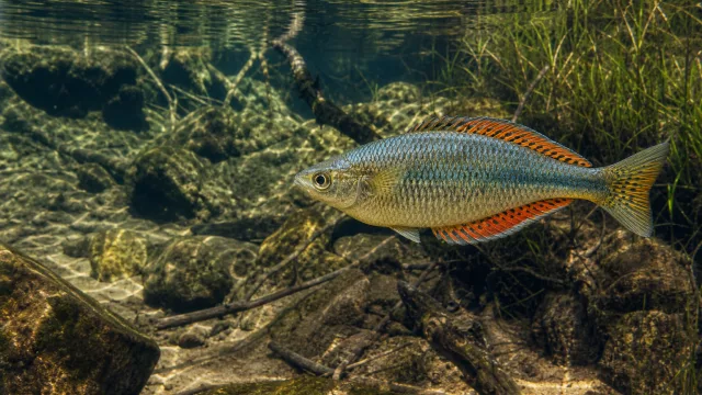 Buntflossen-Regenbogenfisch