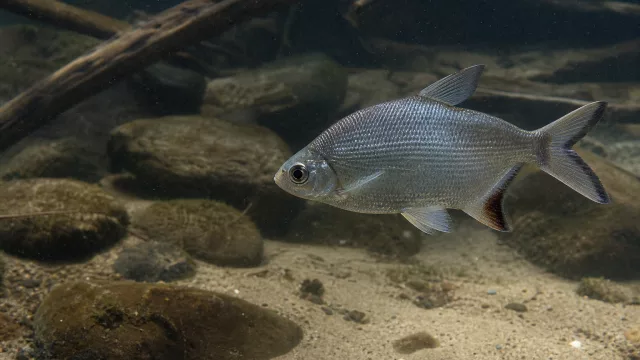 Diplomystus dentatus