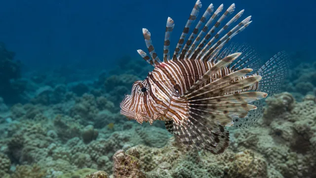 Zebra-Feuerfisch