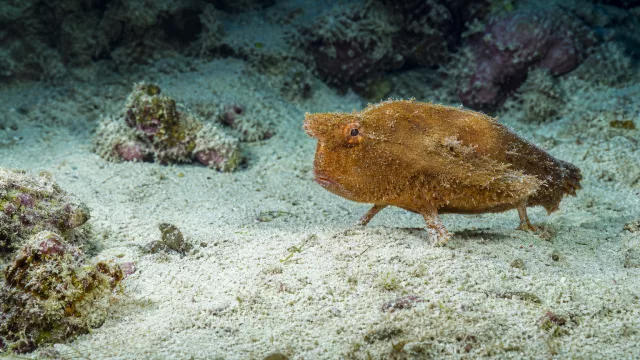 Flossenloser Fledermausfisch
