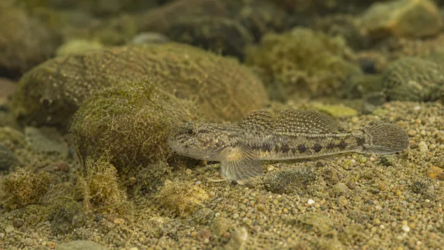 Flussgrundel