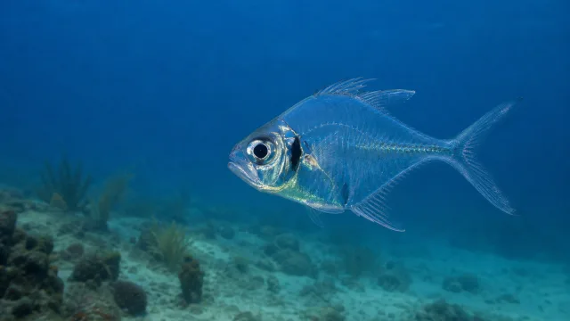 Glasflussiger Piratenfisch