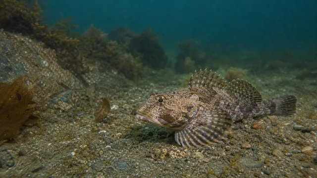 Großer Seeskorpion