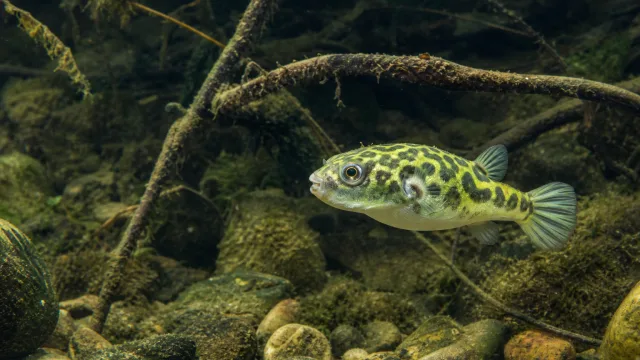 Grüner Kugelfisch