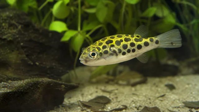 Grünengitterter Kugelfisch
