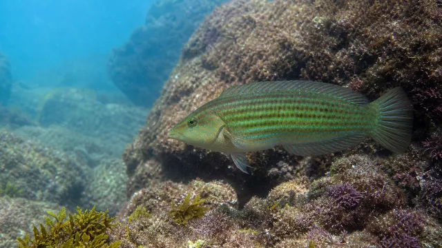 Grünstreifen-Lippfisch