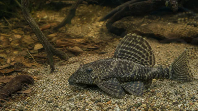 Harnischwels (Peckoltia compta)