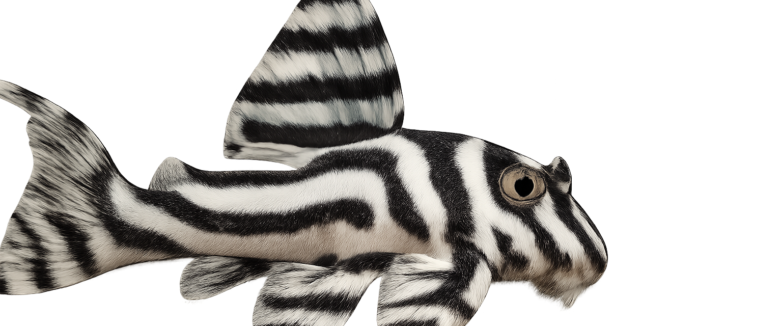 Zebra-Panzerwels - Galerie 2
