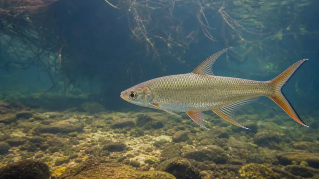 Kaiser-Rennfisch