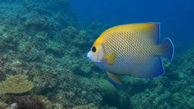 Kaiser-Kaiserfisch