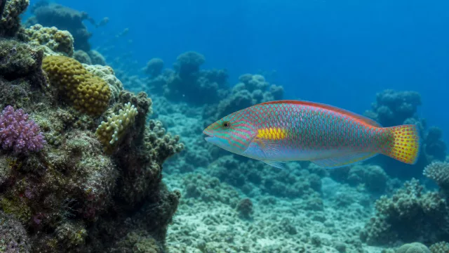 Kaiserlippfisch