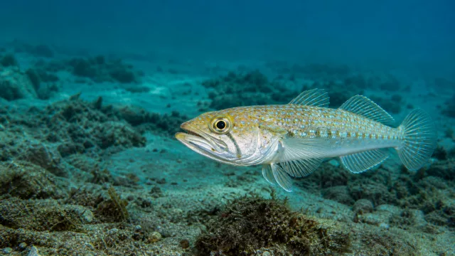 Kakadu-Jawfish