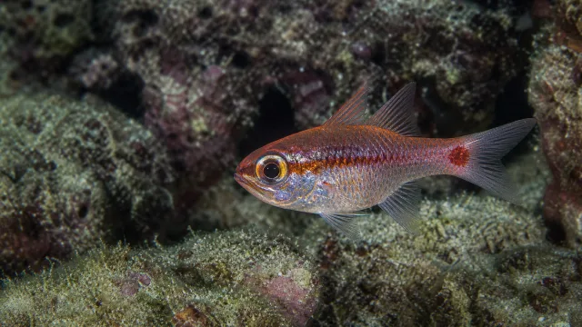 Karibischer Kardinalfisch