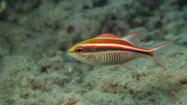 Kardinalschildkrotenfisch
