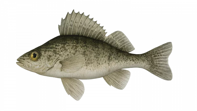 Kaulbarsch