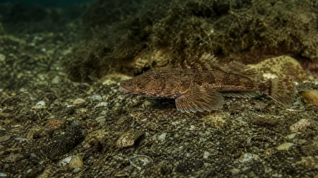 Kleiner Seeskorpion