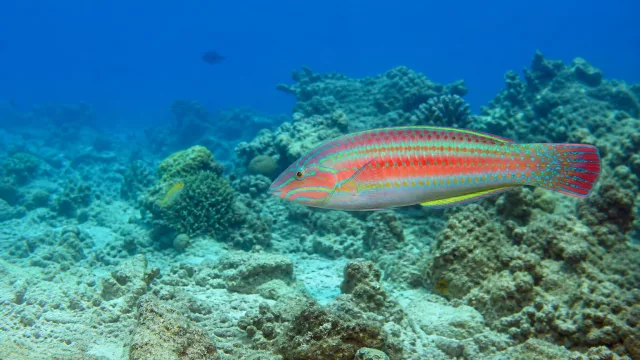 Königslippfisch
