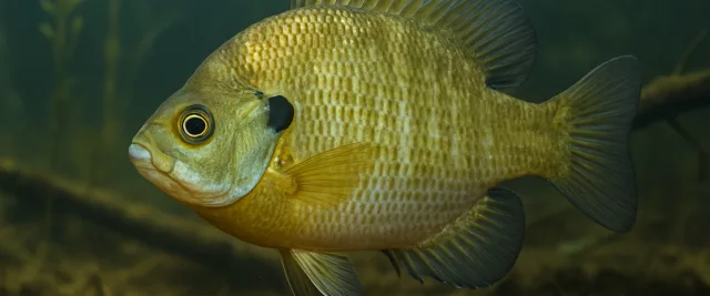 Bluegill