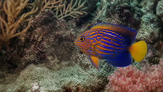 Mandarin-Kaiserfisch