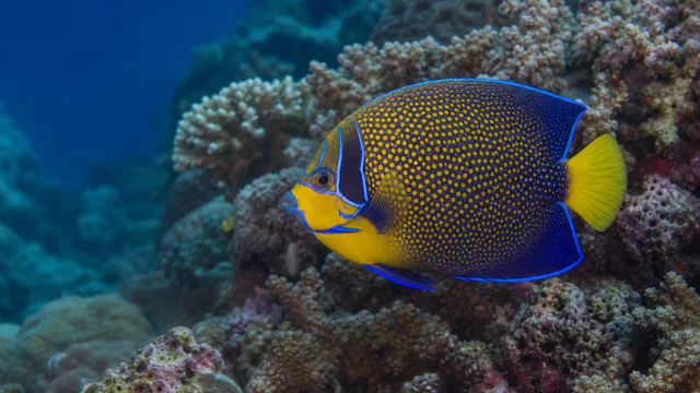 Mandarinenkaiserfisch