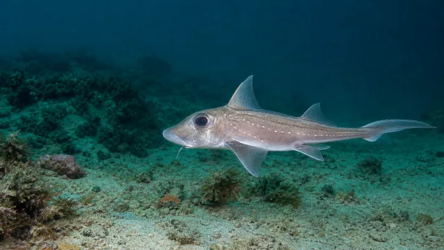 Mandarinhai