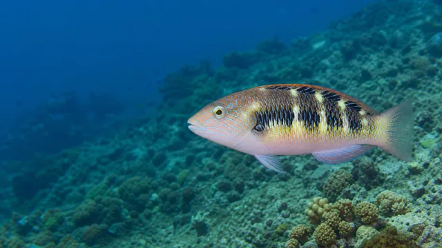 Maori-Lippfisch