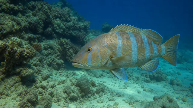 Mauritius-Kaiserbarsch