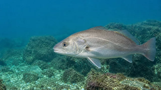 Mondkaiserfisch