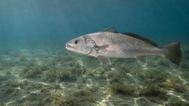 Adriatischer Umberfisch