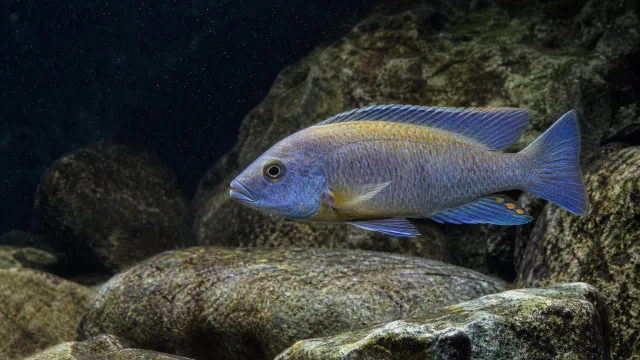 Kaiserbuntbarsch von Lake Malawi