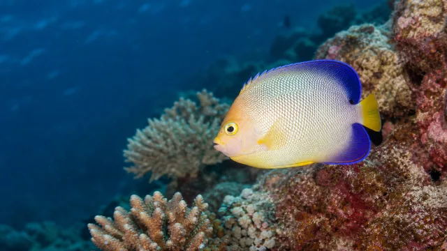 Perlmutt-Kaiserfisch