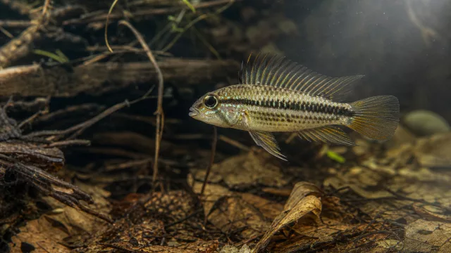 Peruanischer Wildkaiserbarsch