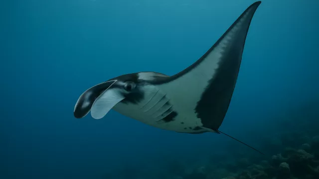 Riesenmanta