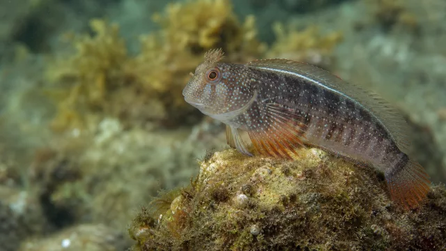 Rotflossen-Schleimfisch