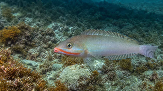 Rotlippiger Schleimfisch